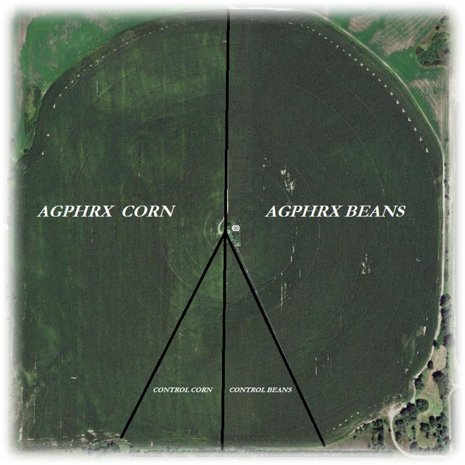 AgPhRx Corn and Beans